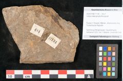 Foto (Objekt + Etikett) von Voltzia heterophylla Brongniart (NHMW-GEO-2024-0188-11134)